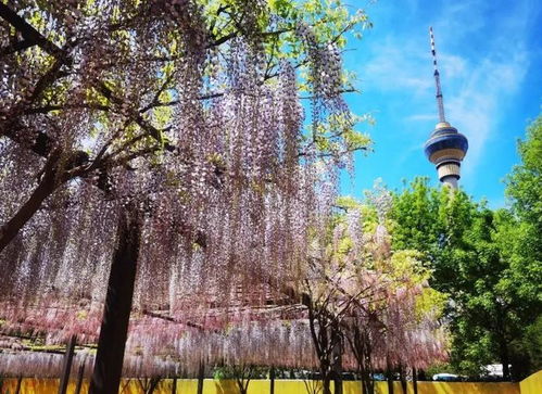 多花紫藤与普通紫藤的用途与区别
