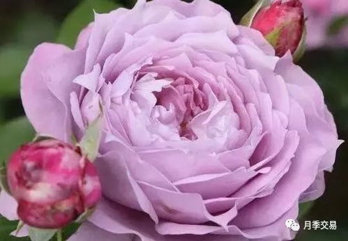 惯与玛尔莉丝月季的简介