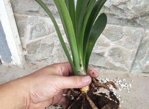 龙舌兰换盆时如何避免伤根？换盆季节有哪些技巧呢