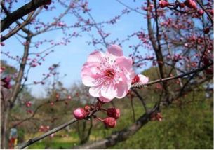 梅花在北方种植的可嫩性探讨