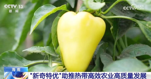 创新西瓜皮果胶提取技术：花卉产业的新突破！