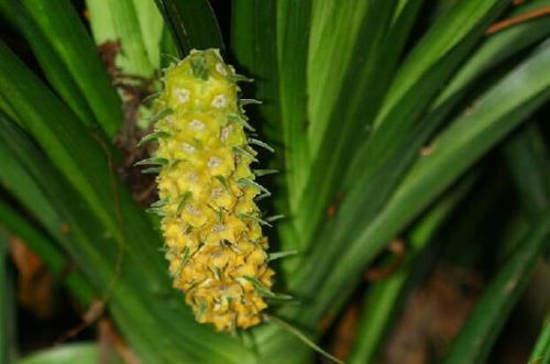 剑叶植物怎么养？光照充足是关键吗