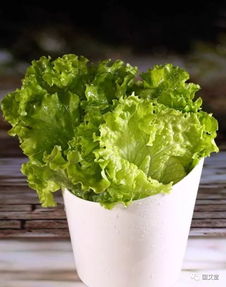 品种的选择：生菜的多彩世界