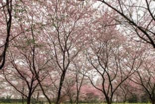 黑龙江地区气候条件