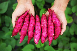 新型无药害防治，助力农业发展