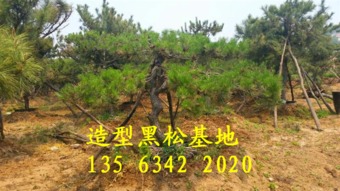 油松造型视频教程大揭秘