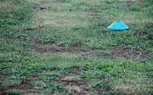 北方寒冷， 12月铺草皮有风险