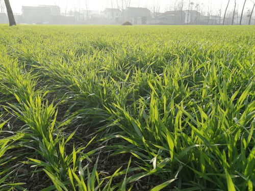 浇水时间的重要性