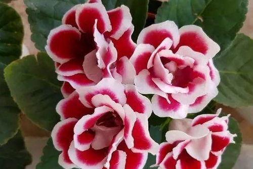 种花这事，就跟谈恋爱似的