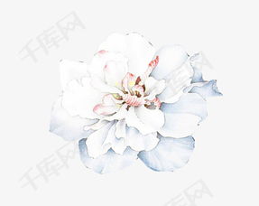 为什么白花忒别容易认错？