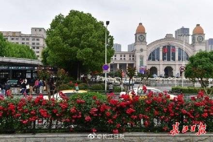 月季花开爆街， 武汉花城美不胜收