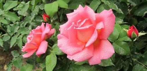 三伏天月季养护技巧分享