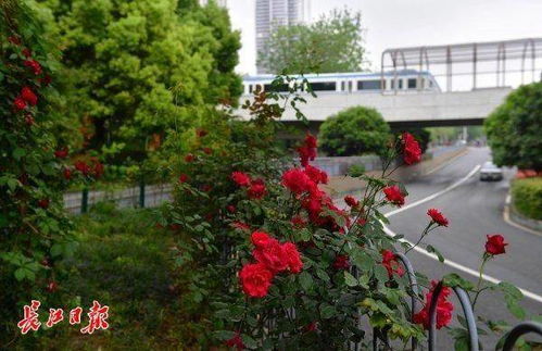 月季花下桥过冬，成dou二环高架桥的美丽期待