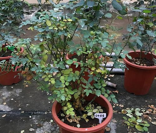 园艺高手的视频，你kan了吗？