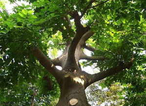 药用树木的多样性：大自然的瑰宝