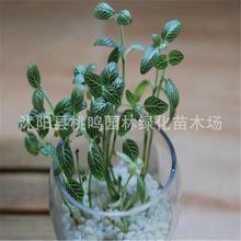 许愿草， 愿望的寄托