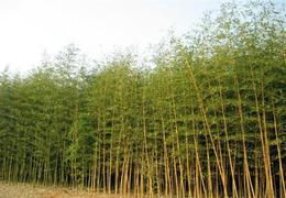 室内种植罗汉竹，拓展城市绿化空间