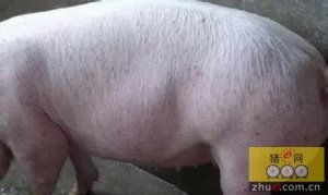 猪病防控，从亚健康到疫苗选，有哪些关键认知需要geng新？