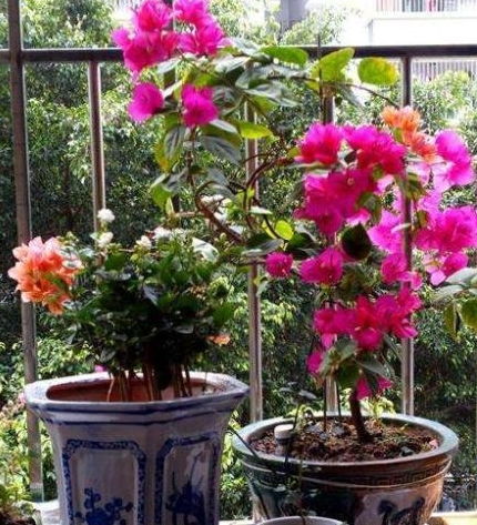 南方常见耐热花草