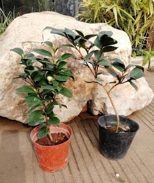 茶花换盆时需要注意哪些要点和细节
