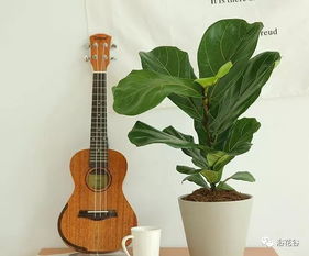 琴叶榕：北欧风情的降温神器