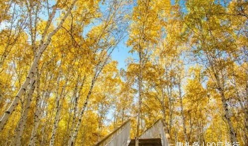 秋季金黄色的园林树木推荐