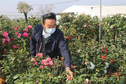 陈树谦茶花致富路：从90年代低小散到如今的百万富翁