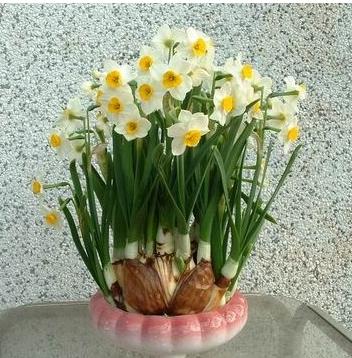 “水仙花需适量补水，保持土壤微湿