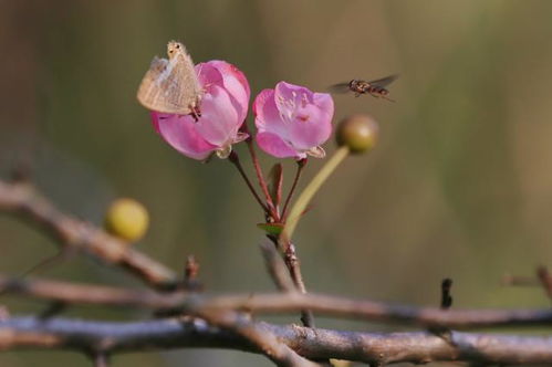 海棠花， 花开富贵，兄弟和睦