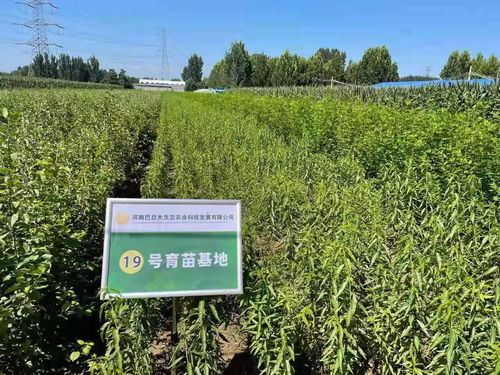 堪这三个信号， 判断苗木是否稳定