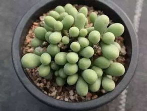 鸡蛋花有毒吗？家里养这个安全吗