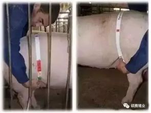 规模化猪场高效管理之道