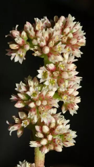 “玉翁仙球养开秘籍，花后处理攻略，养花达人必备！”