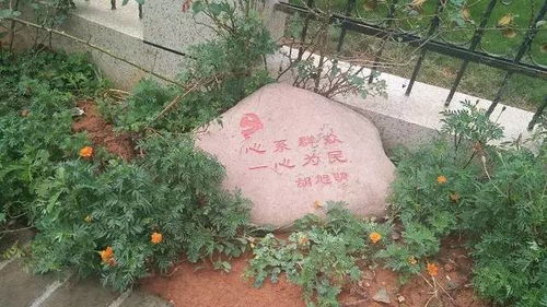 山东庭院种植， 选对草本，耐寒又省心