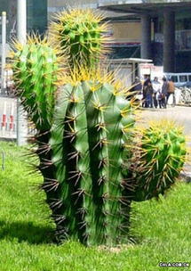 仙人掌的壮丽与神秘