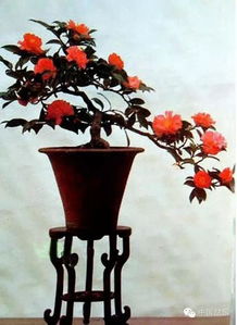 融合树种、造型和技法，形成独特风格