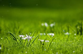 春天种草，选对品种，省钱又易活！