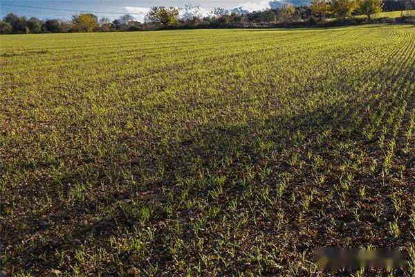 冬前化学除草施药时间