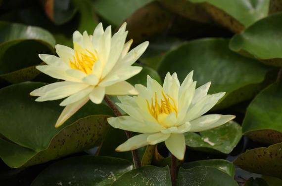 睡莲：它是不是真的那么神奇？