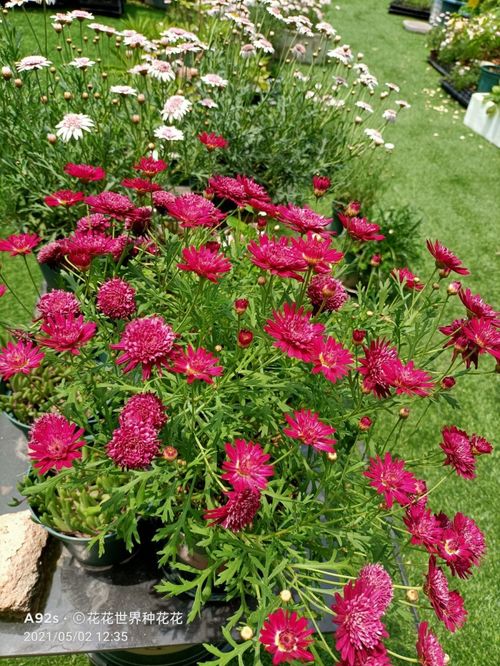 夏天热死了种什么花才不会热坏呢？