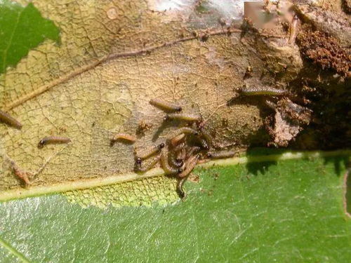 苗木蛀干虫的防治之道