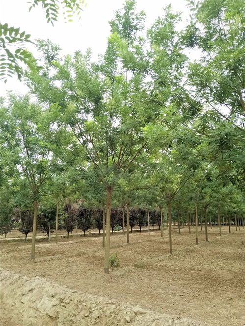 龙爪槐的价格之谜