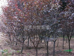 红叶李的用途广泛