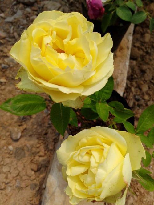 速效肥：来得快， 去得也快