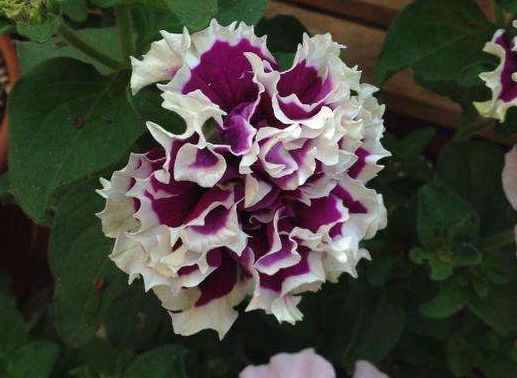 阳光，那是必须的