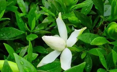 栀子花花期如何控制？掌握这几种技巧
