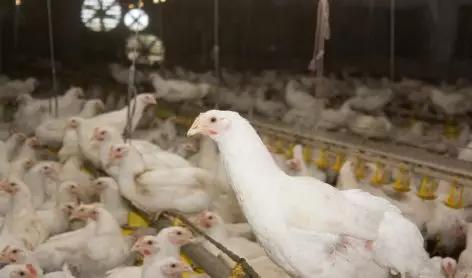 肉鸡肠道健康解析：畜牧养殖关键环节