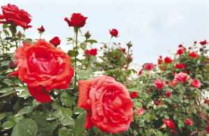 南阳月季花， 城市的美丽名片