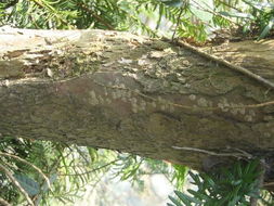 阔叶林中的宝贝树木