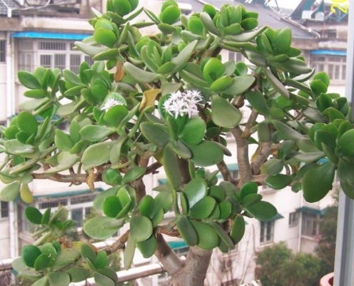 养护玉树的秘诀